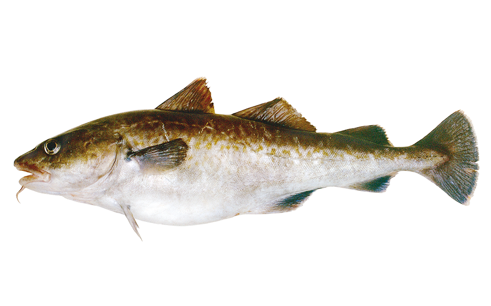 Jeka Fish Gadus macrocephalus merluzzo nordico